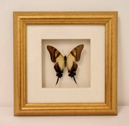 3 very collectible box framed butterflies 'Euxanthe eurinome'  'Historis Orion' 'Eurytide Serville'