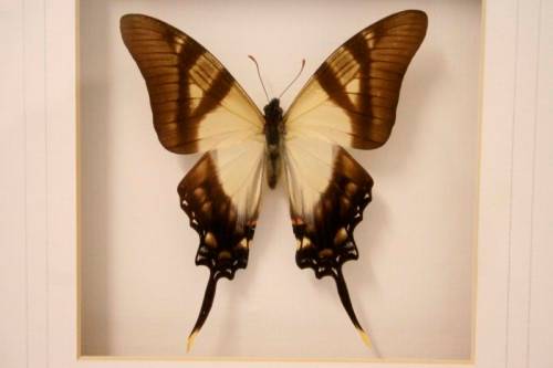 3 very collectible box framed butterflies 'Euxanthe eurinome'  'Historis Orion' 'Eurytide Serville'