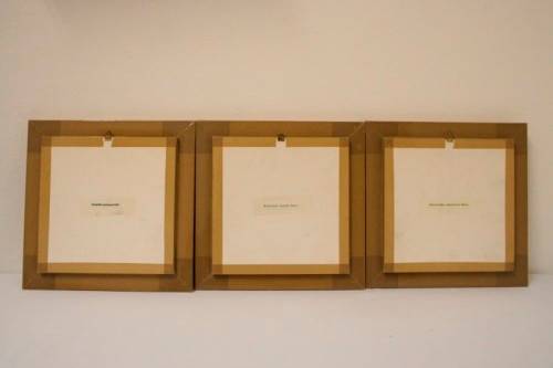 3 very collectible box framed butterflies 'Euxanthe eurinome'  'Historis Orion' 'Eurytide Serville'