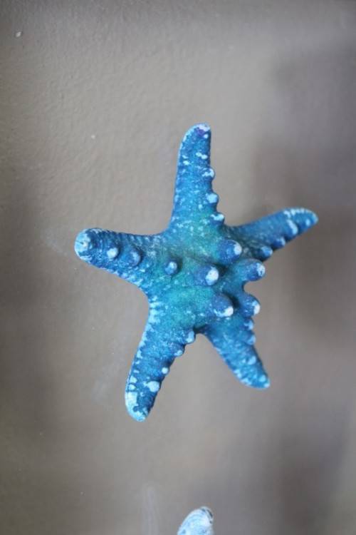An awesome real "Starfish" on a glass panel in a white frame. Stunning in all homes!!