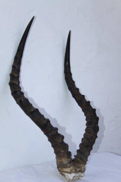 A STUNNING IMPALA HORN TROPHY - AWESOME FOR A PUB OR LAPA!!!
