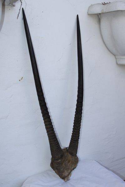 A STUNNING GEMSBOK HORN TROPHY - AWESOME FOR A PUB OR LAPA!!!