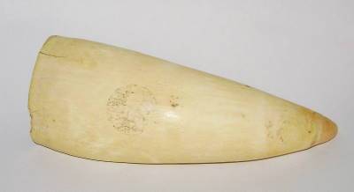 Stunning Sperm Whale Tooth