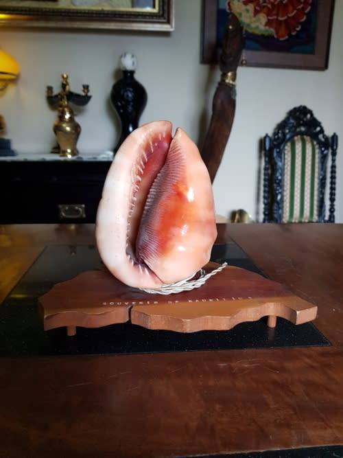 Vintage Shell Lamp Made in Marituis