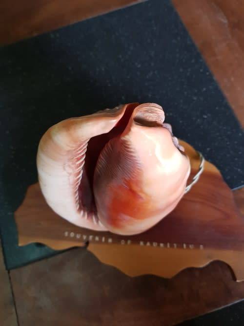 Vintage Shell Lamp Made in Marituis