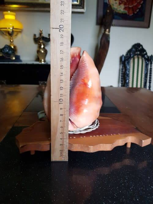 Vintage Shell Lamp Made in Marituis