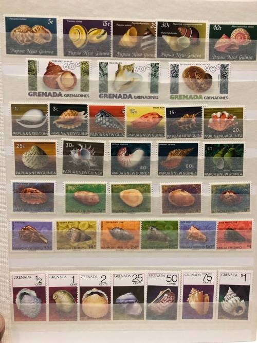 Marine life shells mint and used