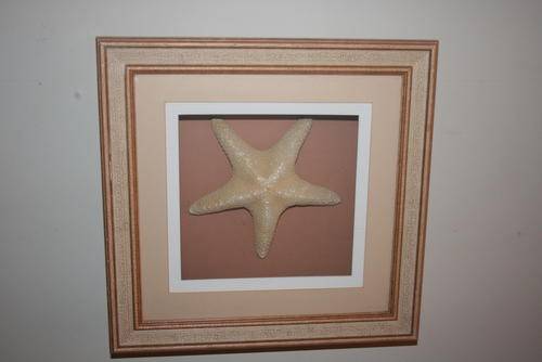 Beautiful Sugar Starfish in a glass box frame - 40 x 40cm