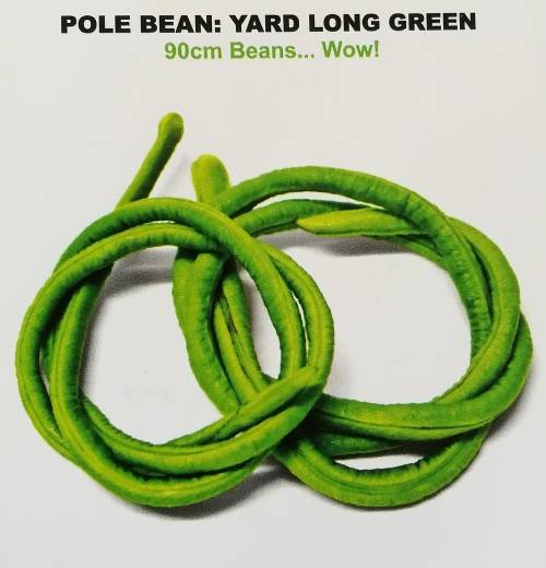 Pole Bean: Yard Long Green
