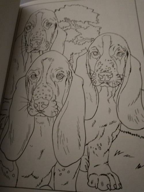 Colour and Art - Dogs and puppies