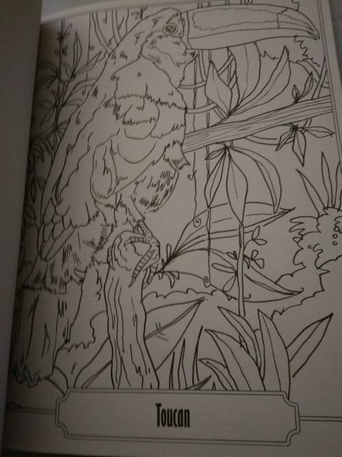 Colour and Art - Birds and Insects