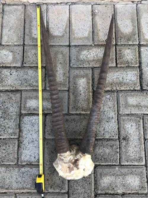 Oryx Gemsbok horns