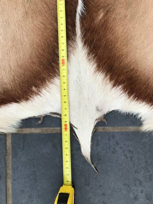 animal skin , Springbok skin,  LOT 4 , 120cm x 99cm