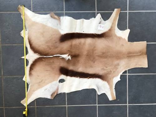 animal skin , Springbok skin,  LOT 4 , 120cm x 99cm