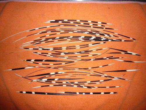 PORCUPINE QUILLS LOT 8