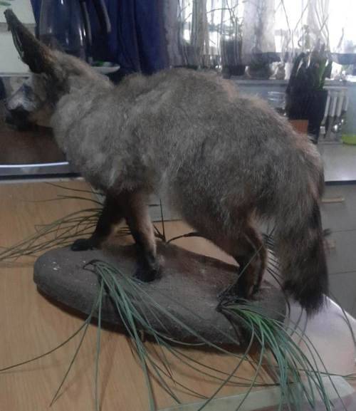 * bat eared fox stuffed / taxidermy / mount in good condition *