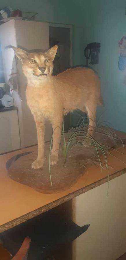 * lynx stuffed / taxidermy / mount in good condition *