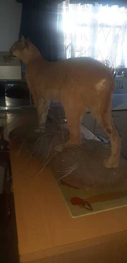 * lynx stuffed / taxidermy / mount in good condition *