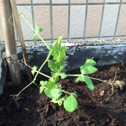 Pea 'Greenfeast' Pea 'Greenfeast'