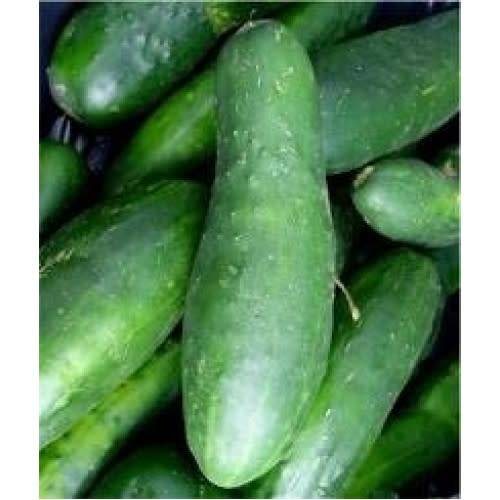 Ashley - Cucumis sativus 'Ashley' - Cucumber 'Ashley' Seeds