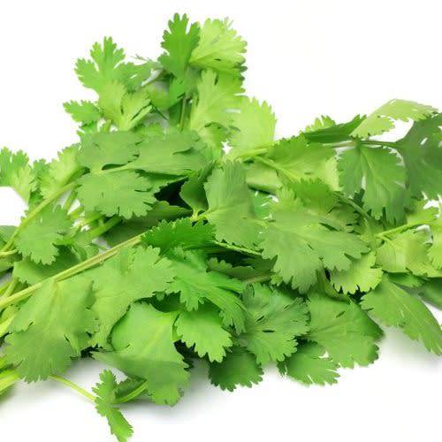 Coriander - Coriandrum sativum '' - Coriander Seeds