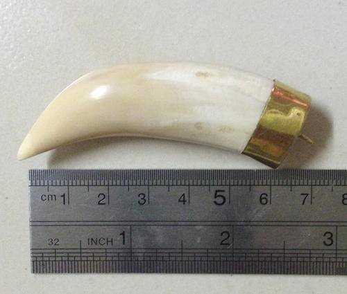 Lion Tooth, Perfect condition!! 7cm Length!!