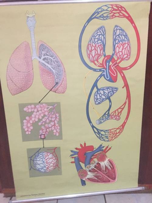 Rare Lehrmittelverlag Hagemann Anatomy Poster