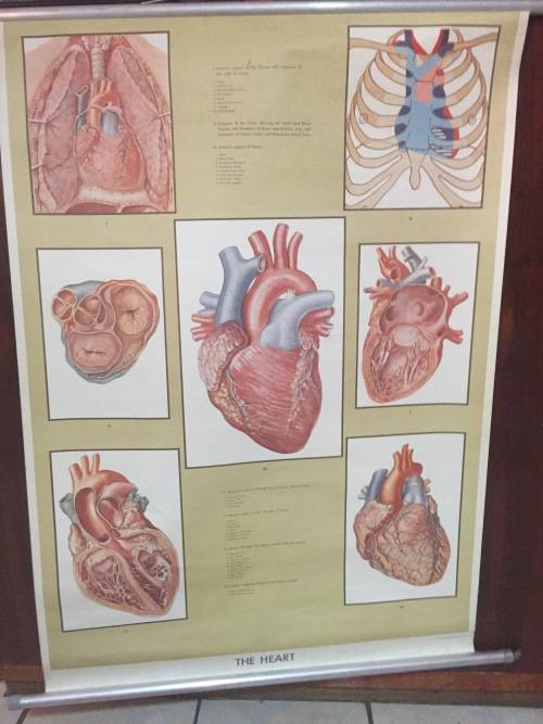 Rare Ernst Klett Verlag Anatomy poster
