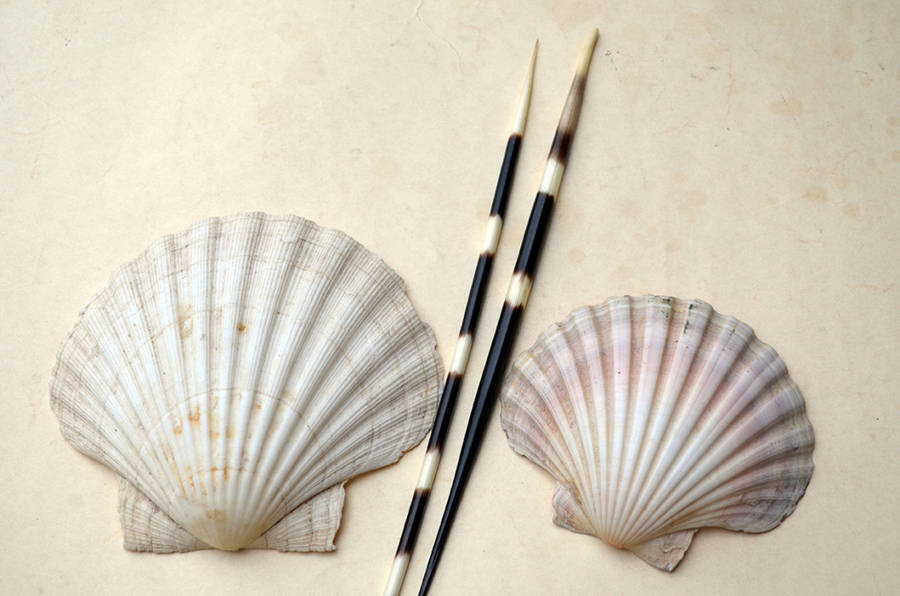 Two vintage Scallop shells measuring 10 cm and 13 cm respectively with two Porcupine quills.