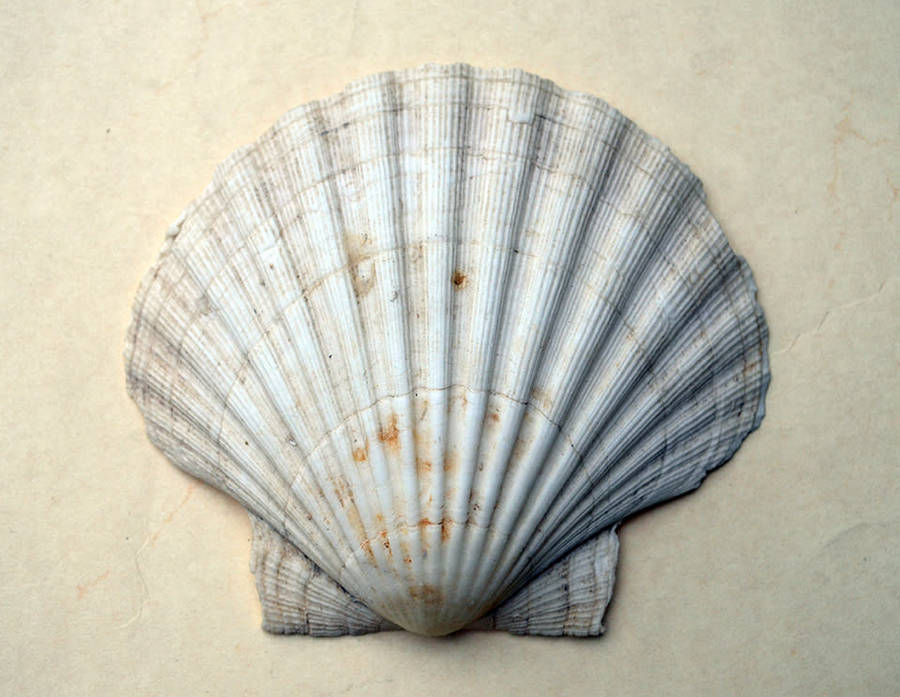 Two vintage Scallop shells measuring 10 cm and 13 cm respectively with two Porcupine quills.