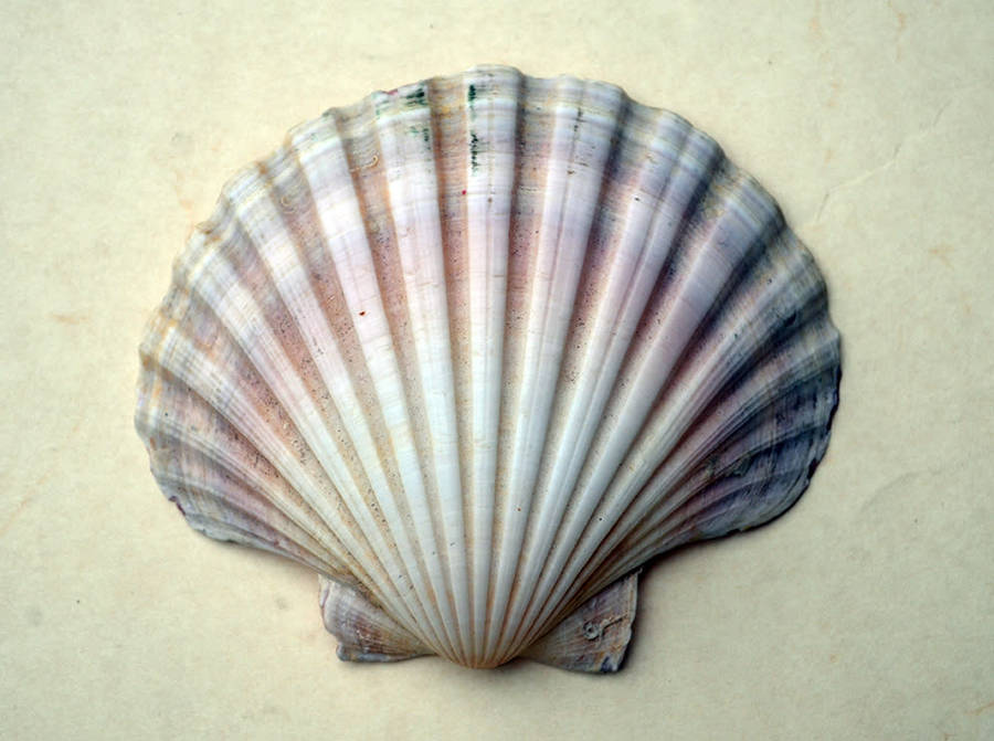 Two vintage Scallop shells measuring 10 cm and 13 cm respectively with two Porcupine quills.