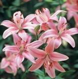 ***LILIUM ASIATIC BULBS - SALMON***