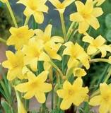 ***CHLIDANTHUS FRAGRANS BULBS - PERUVIAN DAFFODIL!- PACK OF 7***