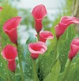 ***AWESOME ARUMS - CHIANTI ! ***