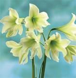 ***AMARYLLIS BULBS - GREEN DRAGON - STUNNING  ****