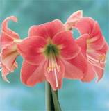 ***AMARYLLIS BULBS - AMALFI - LAST STOCK ****