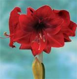 ***AMARYLLIS BULB  - DYNAMITE - LAST STOCK ****