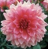 ***DAHLIA BULBS - DINNER PLATE LAVENDER PERFECTION ****