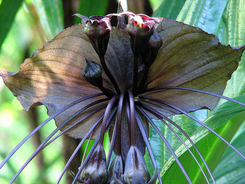 *** VERY RARE - BLACK BAT FLOWER SEEDS ***