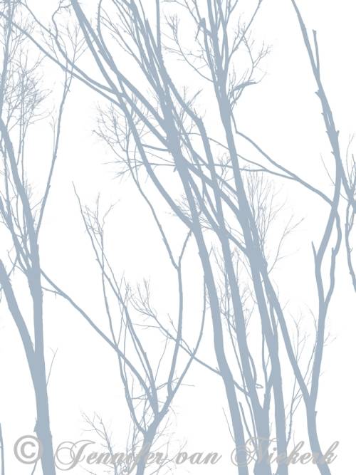 Eucalyptus Silhouette Iced Chiffon on White  [d]