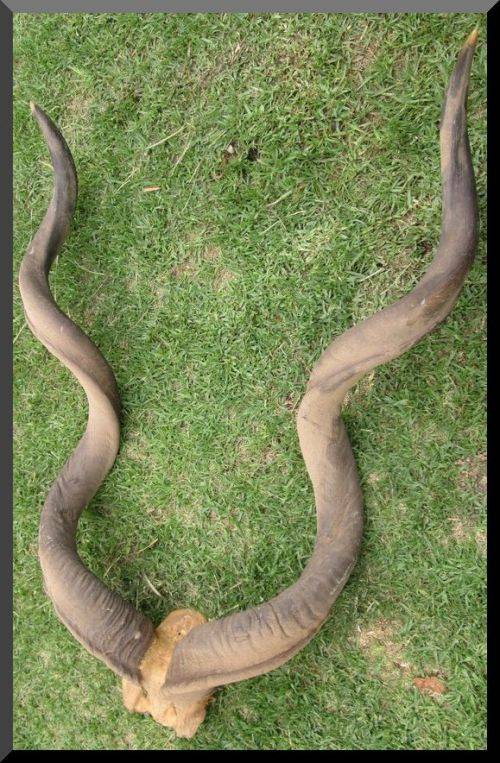 Large Horn