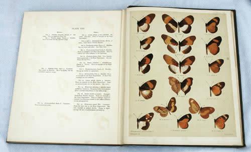 AFRICAN MIMETIC BUTTERFLIES -- H. Eltringham 1910