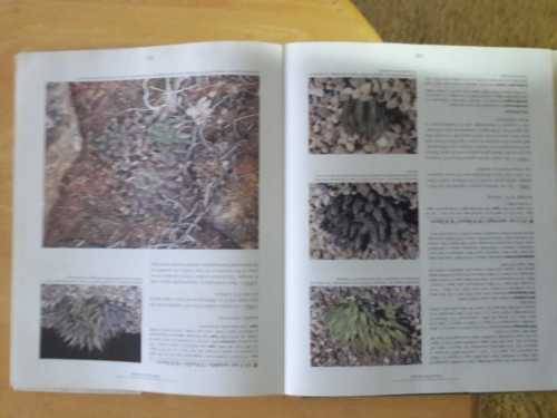 Haworthia Revisited - MB Bayer
