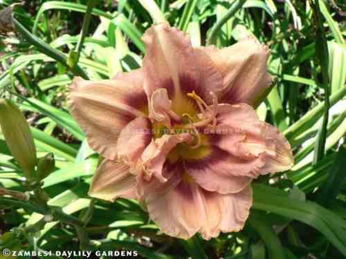 No 117 - Daylily Plants - Sanford Showgirl