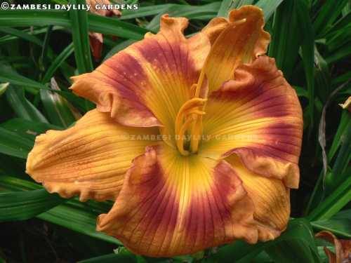 No 125 - Daylily Plants - Cinnamon Sunrise