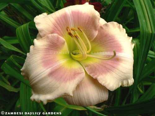 No 135 - Daylily Plants - Missouri Memories