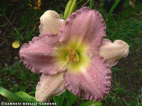 No 145 - Daylily Plants - Lavender Memories
