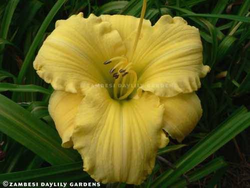 No 149 - Daylily Plants - Blond Is Beautiful