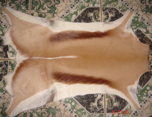 SPRINGBOK SKIN