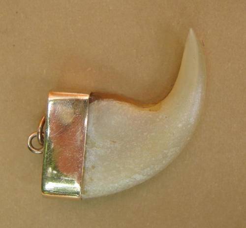 ANTIQUE LION'S CLAW PENDANT SET IN GOLD CASING